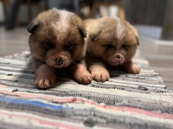 Šteniatka Akita Inu - 6