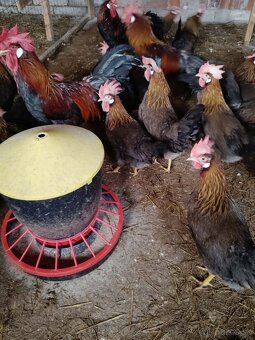 Násadové vajcia - 6