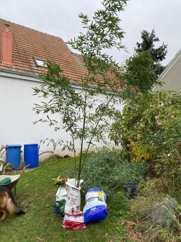 Bambus fargesia - 6