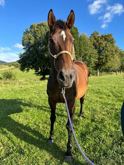 Predám kobylku s vynikajúcou povahou – ideálna k deťom - 6