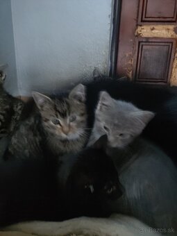 Darujem mačiatka - 6