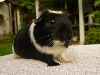 Ušľachtilé morčiatka - 6