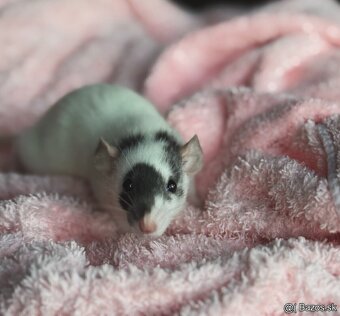 🐭 potkan, potkaníky 🐰 - 6