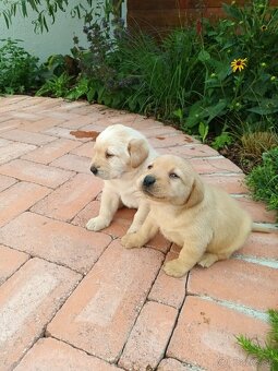 Labrador šteniatka - 6