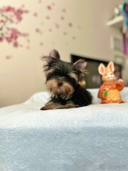 Yorkshire terrier, jorkšírsky teriér s PP FCI - 6