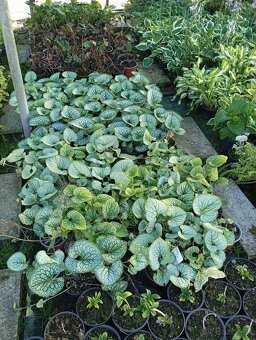 Vavrinovec NOVITA 70-80cm - 6