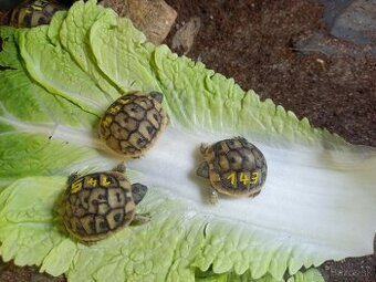 Testudo hermanni - 6