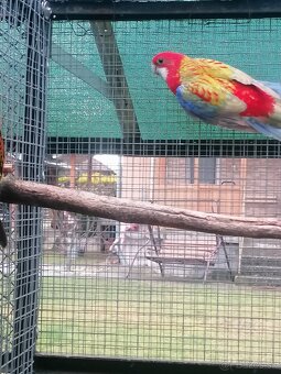 Rozela pestrá červená - 6