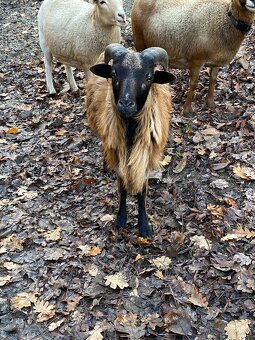 Kamerunské barany - 6