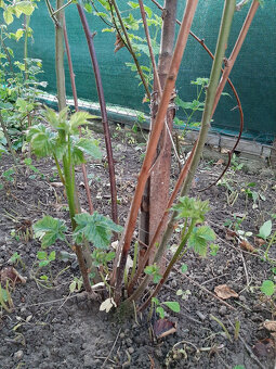 Predam slachtene beztrnove velkoplode cernice - 6