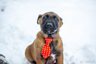 Šteniatka belgický ovčiak malinois s PP - 6