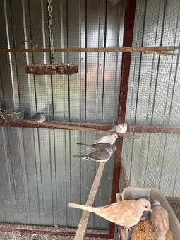 Diamantové holubky - 6