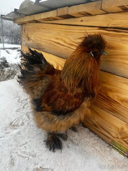 Kohút - Hodvábnička (Sillkie) - 6