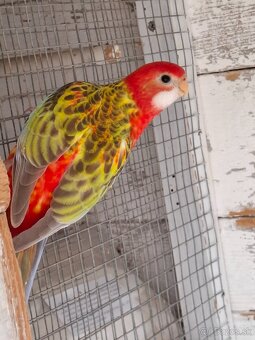 Rozela pestrá červená - 6