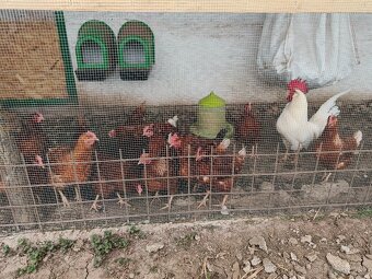 Kuriatka dominant - 6