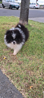 Rozkošné šteniatko pomeraniana hľadá nový domov - 6