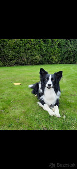 Šteňatá Border kólie - 6