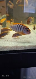 Labidochromis hongi - 6