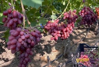 Predám sadenice viniča - 6