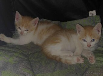 Darujem mačiatka – 4 kocúrikovia hľadajú domov 🐾 - 6