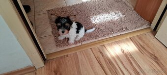 Yorkshire terier biewer - 6