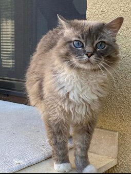 Ragdoll - 6