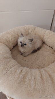 Ragdoll - 6