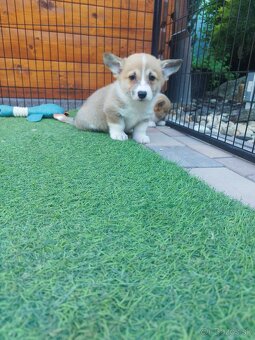 Welsh corgi - 6