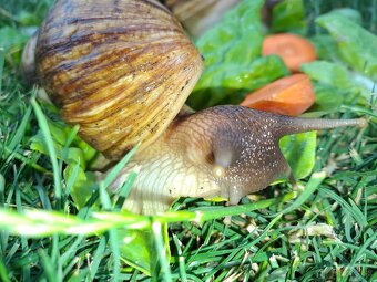 AFRICKÝ SLIMÁCI LISSACHATINA RETICULATA  VEĹKÉ JEDINCE - 6