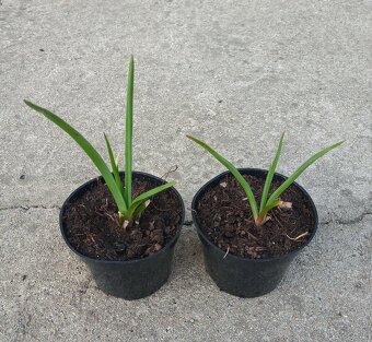 Čemerica, Iris, Liatria, Fakľovka, Hosta, Rudbekia...... - 6