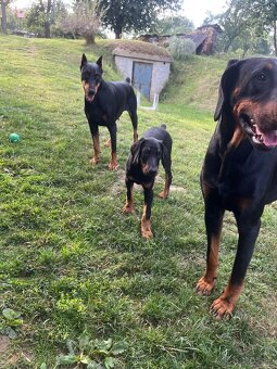 Doberman šteniatko-Psik - 6