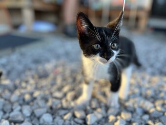 Darujeme 2,5 mesačne maciatka - 6