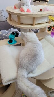 Škótske mačiatka s PP/ F. TICA 5 - 6