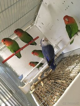 Agapornis Ružovohrdlý - 6