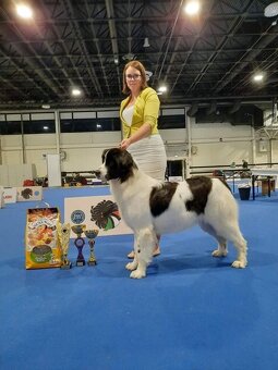 Landseer - 6