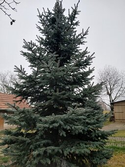 vianocny stromcek strieborny smrek 4,5m - 6