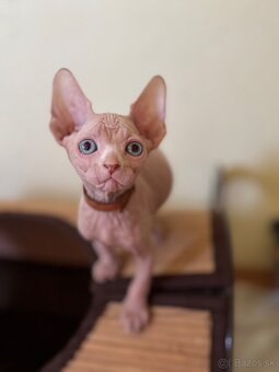 Kanadsky Sphynx - 6