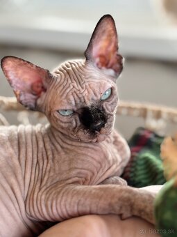 Kanadsky Sphynx - 6