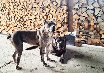 Cane corso Merle - 6
