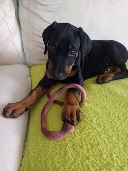 Doberman šteniatka - 6
