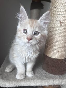 maciatko Fenix s PP/maine coon - 6