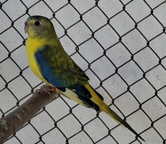 Neoféma tyrkysová žltobruchý opalín - 6