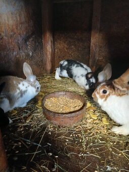 Predám králiky - 6