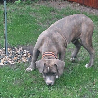 American bully xl/xxl - 6
