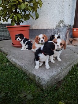 Cavalier king charles spaniel - 6