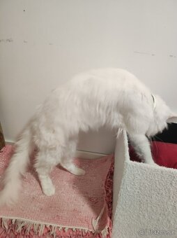 ❤️❤️❤️Maine coon mačiatka mainska myvala mačka ❤️❤️❤️ - 6