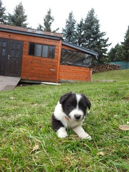 Predám šteniatka - bordercollie - 6