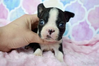 Bostonský teriér boston terrier s PP - 6