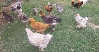 Mladky kohúty - 6