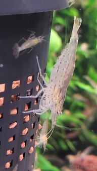 Krevetky Caridina Multidentata (Amano, Japonica) - 6